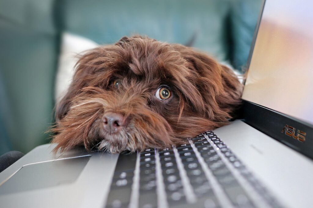 Hund liegt auf Laptop